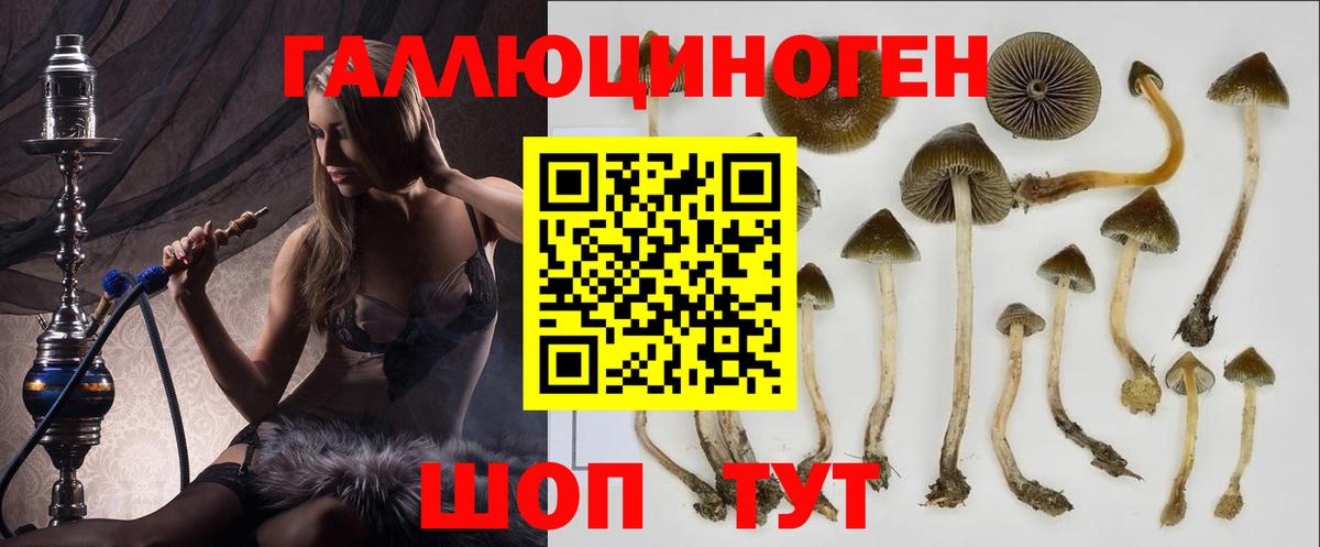 Кондопога  купить наркоту  Вход с VPN  Псилоцибиновые грибы Psilocybine cubensis 